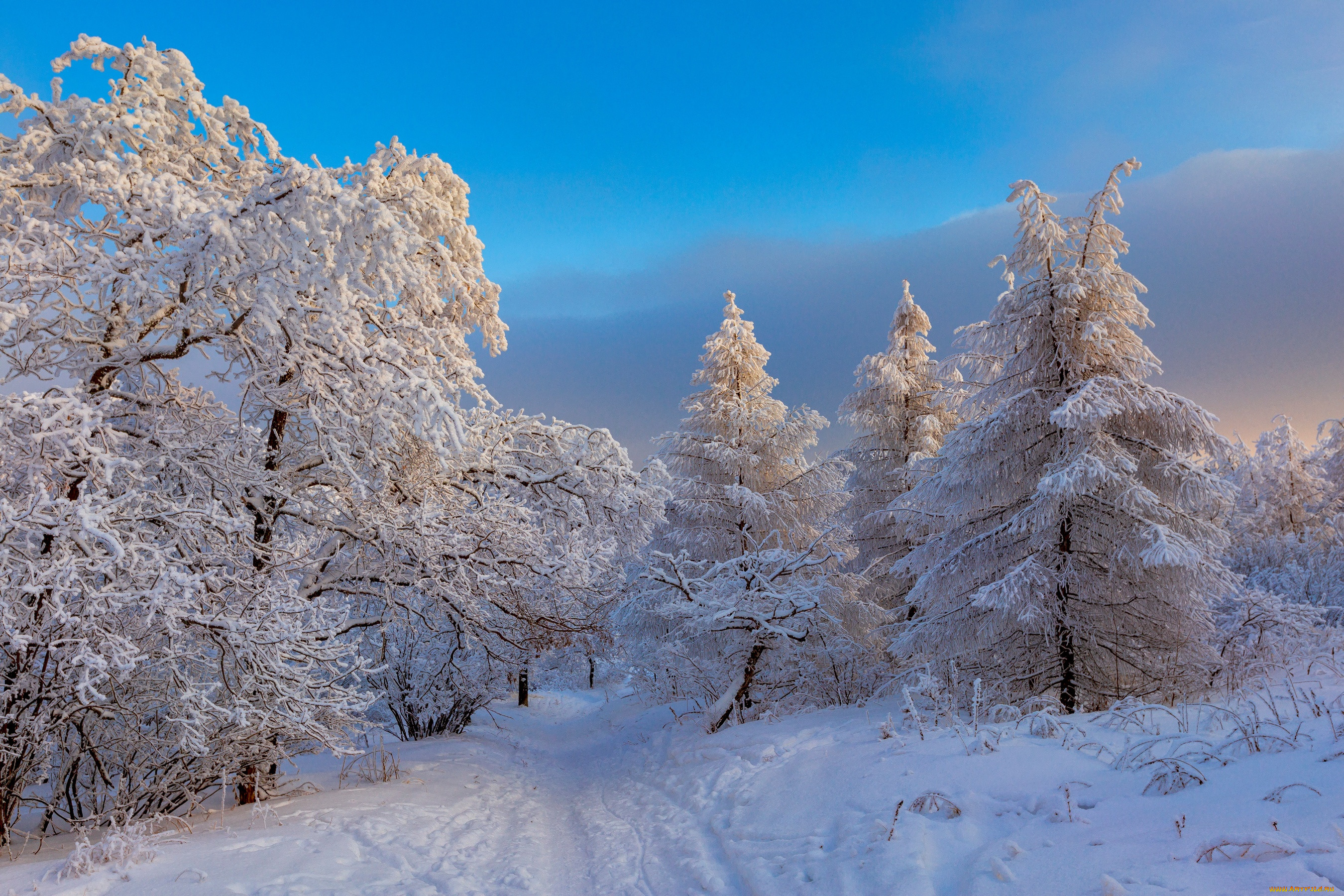 �������, ����, ������